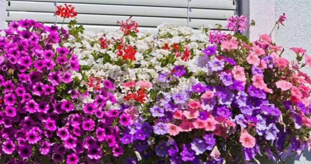 如何通过园艺美化你的家园 resized-10.jpg