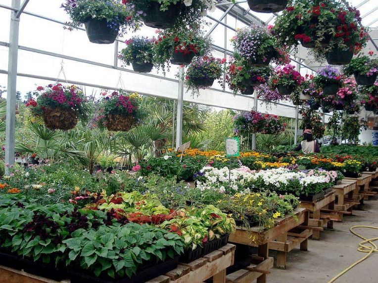 基础园艺知识入门指南:从零开始的园艺技巧 resized-17.jpg