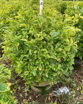 黄金叶苗木批发大揭秘！助力园林绿化，打造金黄美丽景观！