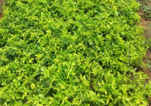 鸭脚木苗木批发