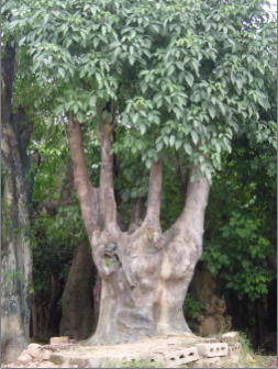 秋枫（Bischofia javanica）