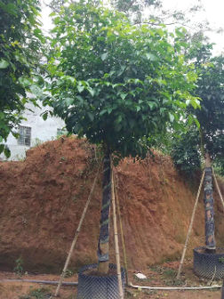 秋枫(Bischofia javanica) 秋枫(Bischofia javanica)