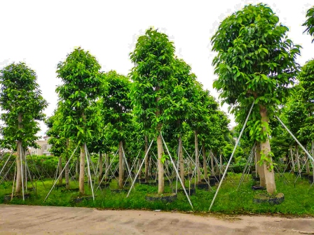 园林苗木行业迎来黄金发展期!抓住未来趋势,实现市场突破 resized-微信图片_20251127233218_397_17.jpg