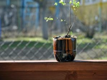 2025年园林苗木现状与发展趋势分析 | 初学者的实用建议 resized-微信图片_20251127232954_378_17.jpg