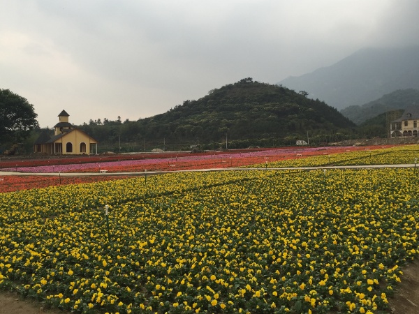 “欧式风格花海景区:罗浮山自然环境与浪漫花卉景观的完美融合” “欧式风格花海景区:罗浮山自然环境与浪漫花卉景观的完美融合”