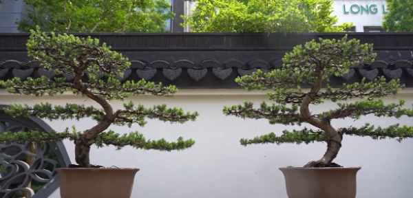 如皋花木园艺师:从盆景艺术到乡村振兴的劳务品牌 resized-微信图片_20251128140107_672_39.jpg