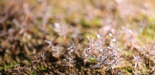 如皋花木园艺师:从盆景艺术到乡村振兴的劳务品牌 resized-微信图片_20251128140107_673_39.jpg