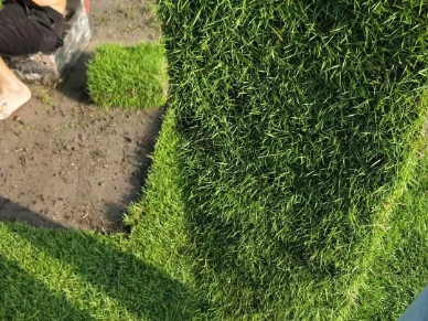 “马尼拉草皮:结缕草品种绿化工程的优选草皮” resized-微信图片_20251128140132_674_39.jpg