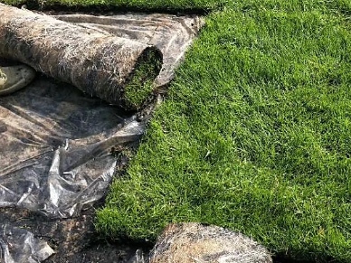 “马尼拉草皮:结缕草品种绿化工程的优选草皮” resized-微信图片_20251128140132_675_39.jpg