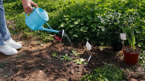 花草栽培指南:如何选择和照料你的植物 resized-微信图片_20251202102001_1038_39.jpg