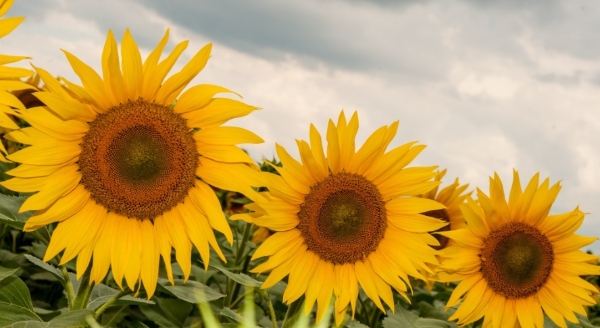 从零开始打造你的私人花园,10个必学技巧! resized-微信图片_20251216134513_1558_39.jpg